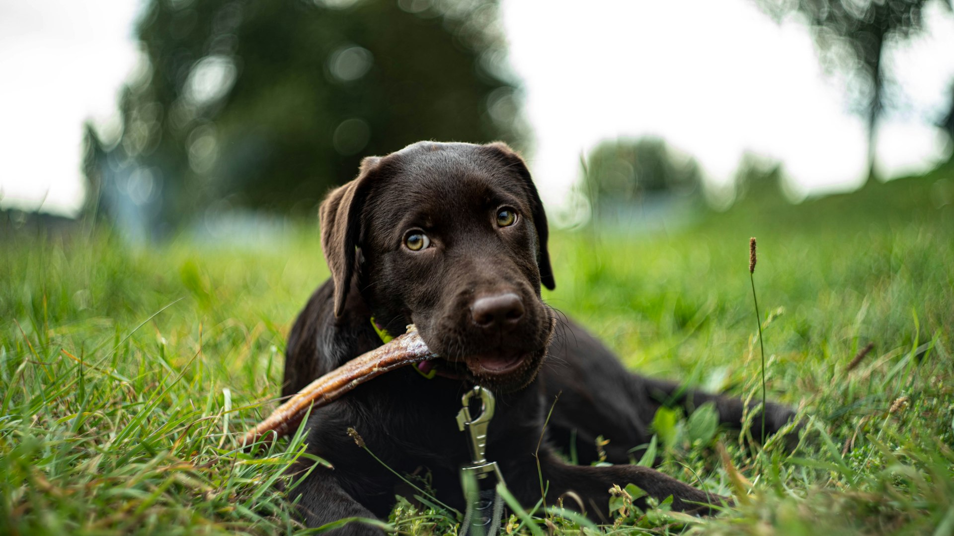 black labrador retriever puppy on green grass during daytime