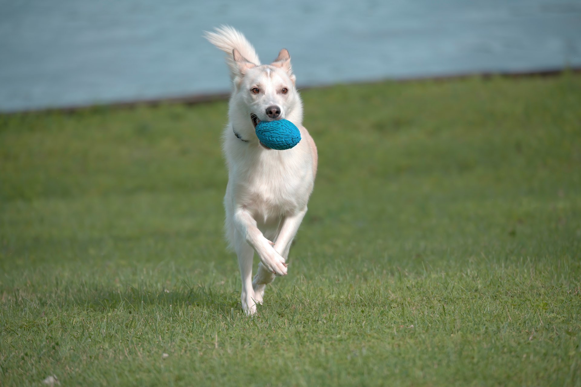 dog running on grass field