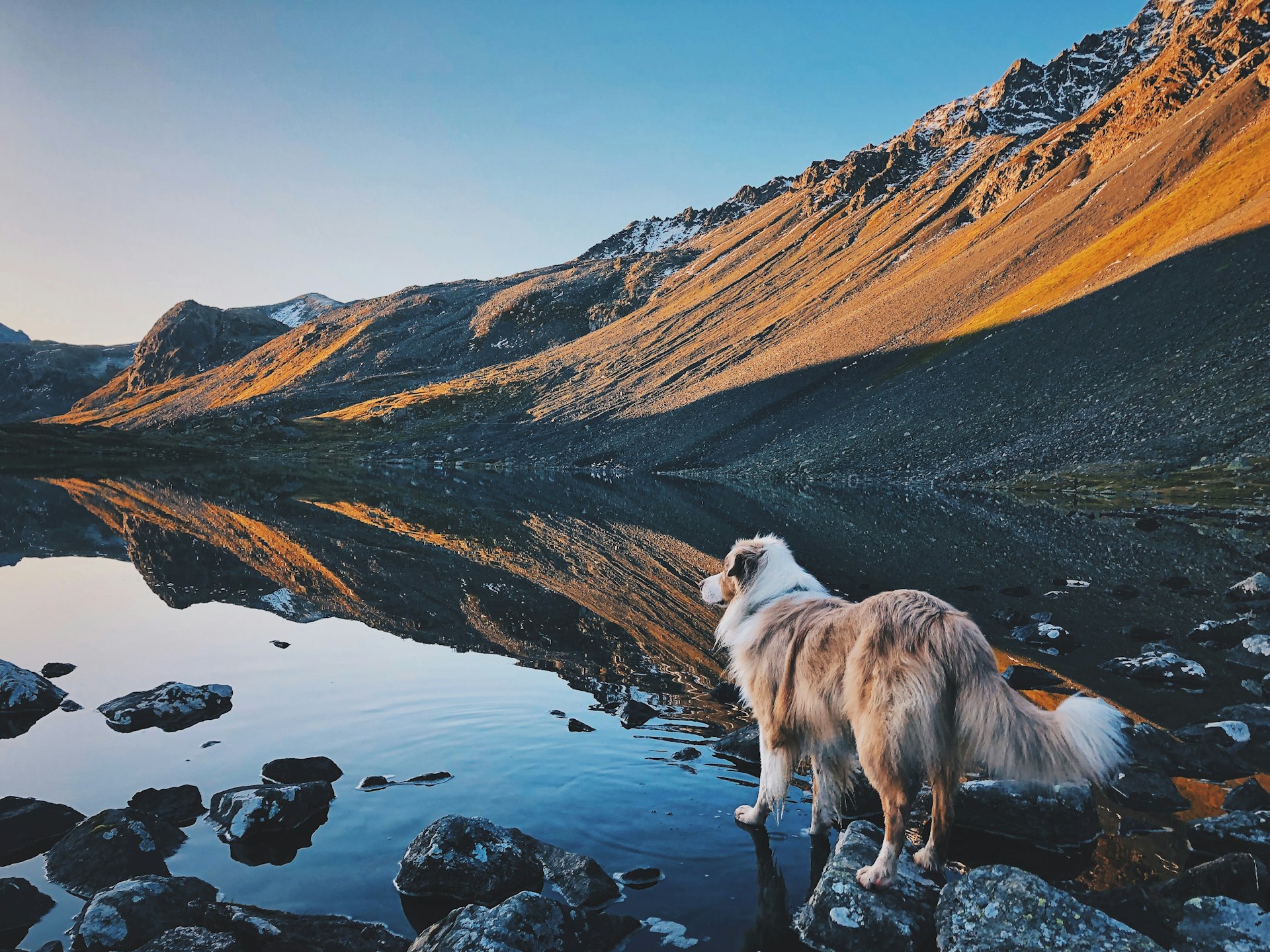 white and brown long coated dog standing on rocky ground during daytime