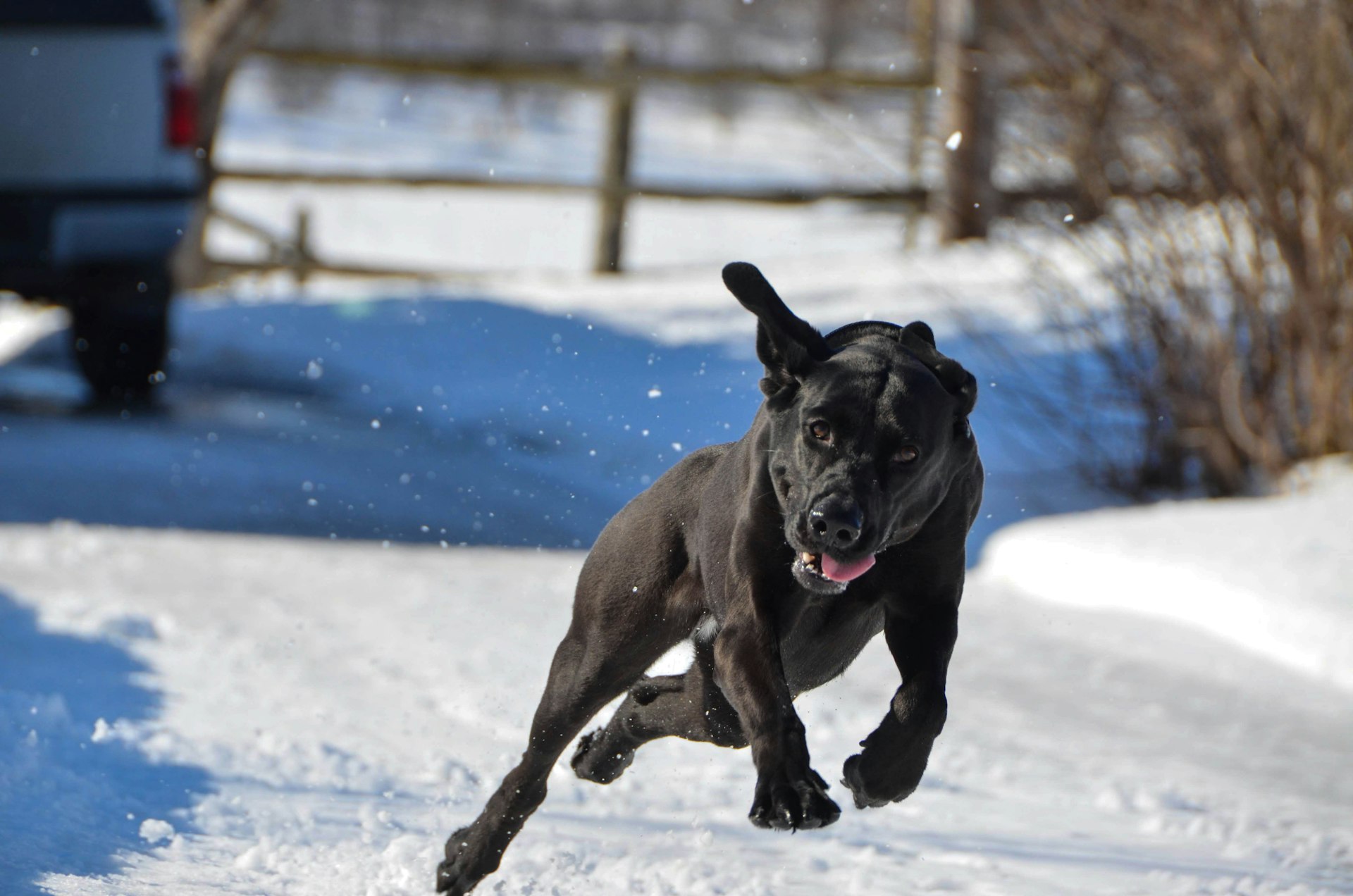 black short coat medium dog on snow covered ground during daytime
