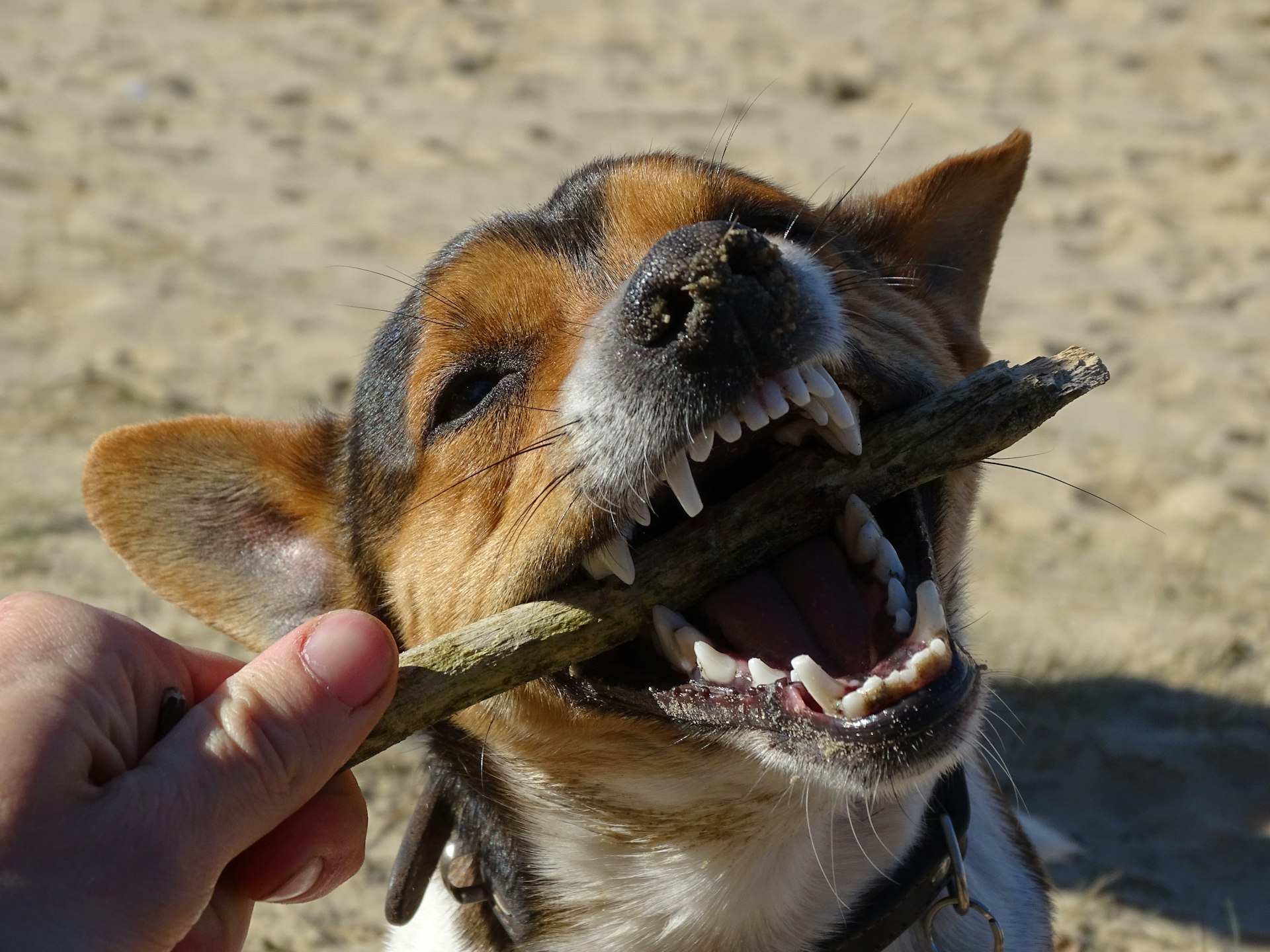a dog with its mouth open holding a stick in it's mouth