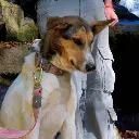 trail blazer collar & Leash - red close up 1~2.webp