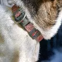 Trail Blazer Collar - (L)