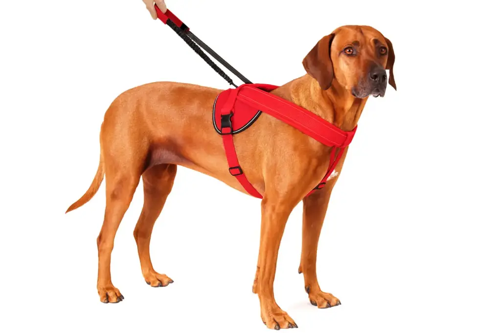 Patento Pet® Jockey Harness (Medium)